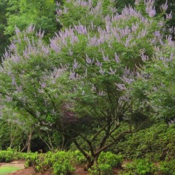 Chaste Tree (Vitex Negundo) 10 seeds