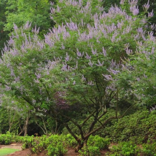 Chaste Tree (Vitex Negundo) 20 seeds