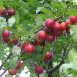 Cherry Plum (Prunus Cerasifera / Myrobalan) 10 seeds