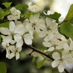 Cherry Plum (Prunus Cerasifera / Myrobalan) 5 seeds