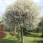 Cherry Plum (Prunus Cerasifera / Myrobalan) 5 seeds