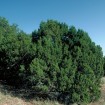 Cherrystone Juniper (Juniperus Monosperma) 5 seeds