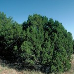 Cherrystone Juniper (Juniperus Monosperma) 25 seeds
