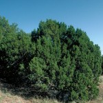 Cherrystone Juniper (Juniperus Monosperma) 10 seeds