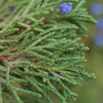 Cherrystone Juniper (Juniperus Monosperma) 25 seeds