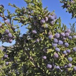 Cherrystone Juniper (Juniperus Monosperma) 25 seeds