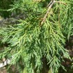 Cherrystone Juniper (Juniperus Monosperma) 25 seeds