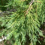 Cherrystone Juniper (Juniperus Monosperma) 5 seeds