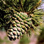Chilgoza Pine (Pinus Gerardiana) 5 seeds