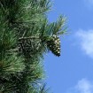 Chilgoza Pine (Pinus Gerardiana) 10 seeds