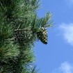 Chilgoza Pine (Pinus Gerardiana) 25 seeds