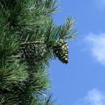 Chilgoza Pine (Pinus Gerardiana) 5 seeds