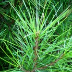 Chilgoza Pine (Pinus Gerardiana) 5 seeds