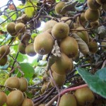 Chinese  Actinidia (Actinidia Chinensis) 300 seeds