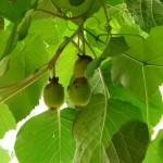 Chinese Actinidia (Actinidia Chinensis) 20 seeds