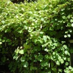 Chinese Actinidia (Actinidia Chinensis) 50 seeds