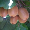 Chinese Actinidia (Actinidia Chinensis) 10 seeds