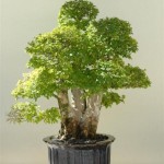 Chinese / Lacebark Elm (Ulmus Parvifolia) 200 seeds