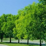 Chinese / Lacebark Elm (Ulmus Parvifolia) 200 seeds