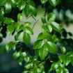 Chinese / Lacebark Elm (Ulmus Parvifolia) 200 seeds