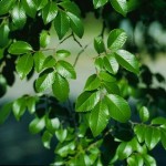 Chinese / Lacebark Elm (Ulmus Parvifolia) 15 seeds