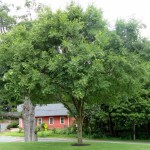 Chinese Lacebark Elm (Ulmus Parvifolia) 50 seeds