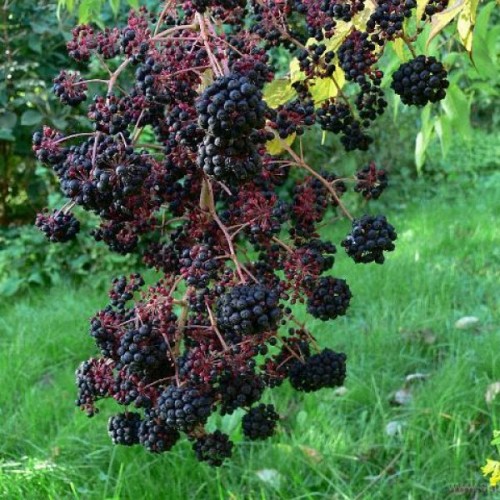 Chinese Angelica tree (Aralia Chinensis) 15 seeds