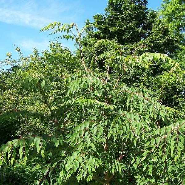 ANGÉLIQUE TREE Aralia CHINOIS chinensis 50 graines