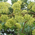 Chinese Angelica tree (Aralia Chinensis) 15 seeds