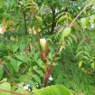 Chinese Angelica tree (Aralia Chinensis) 500 seeds
