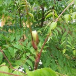 Chinese Angelica tree (Aralia Chinensis) 15 seeds