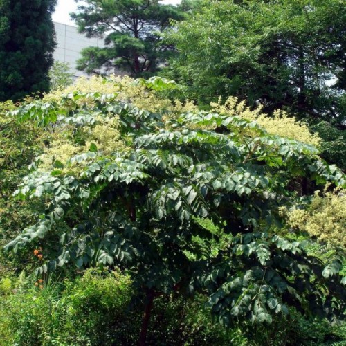 Chinese Angelica tree (Aralia Chinensis) 100+ seeds