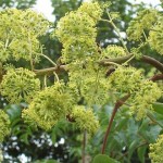 Chinese Angelica tree (Aralia Chinensis) 50+ seeds