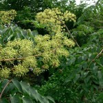 Chinese Angelica tree (Aralia Chinensis) 100+ seeds