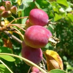 Chinese Apple (Malus Prunifolia) 20 seeds