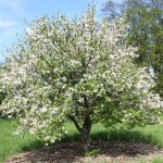 Chinese Apple (Malus Prunifolia) 20 seeds