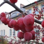 Chinese Apple (Malus Prunifolia) 20 seeds