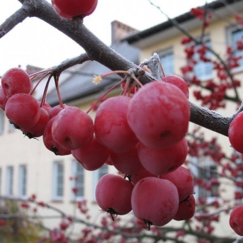 Chinese Apple (Malus Prunifolia) 10 seeds