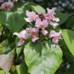 Chinese Bean Tree (Catalpa Fargesii) 10 seeds