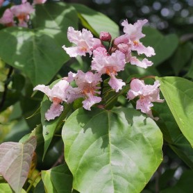 Chinese Bean Tree (Catalpa Fargesii) 10 seeds Chinese Bean Tree (Catalpa Fargesii) 10 seeds