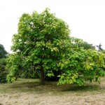 Chinese Bean Tree (Catalpa Fargesii) 10 seeds