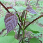 Chinese Bean Tree (Catalpa Fargesii) 60 seeds
