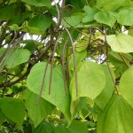 Chinese Bean Tree (Catalpa Fargesii) 25 seeds