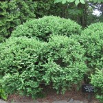 Chinese Boxwood (Buxus Microphylla Sinica) 10 seeds