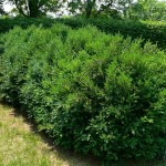 Chinese Boxwood (Buxus Microphylla Sinica) 20 seeds