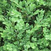 Chinese Boxwood (Buxus Microphylla Sinica) 10 seeds