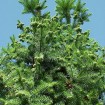 China Fir (Cunninghamia Lanceolata) 60 seeds