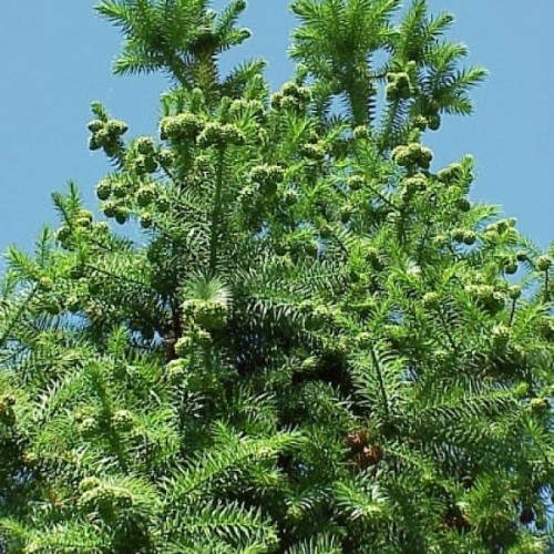 China Fir (Cunninghamia Lanceolata) 60 seeds