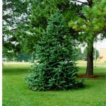 China Fir (Cunninghamia Lanceolata) 60 seeds