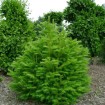 China Fir (Cunninghamia Lanceolata) 30 seeds